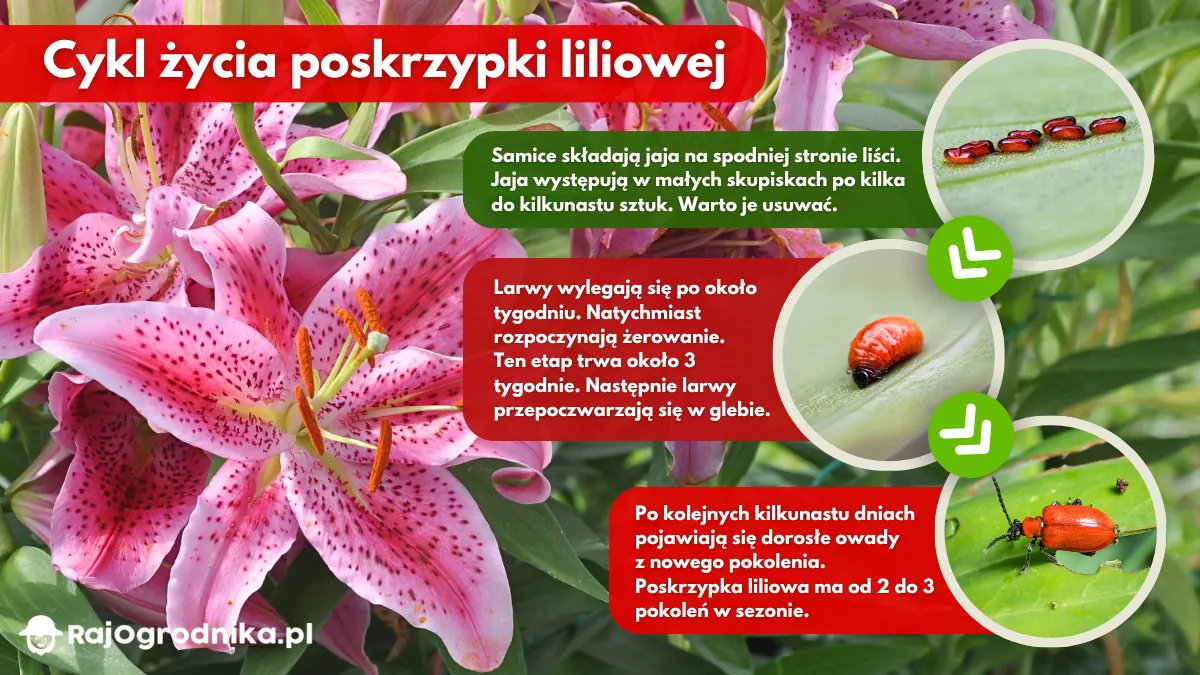 Cykl-życia-poskrzypki-liliowej-blog-sklep-rajogrodnika